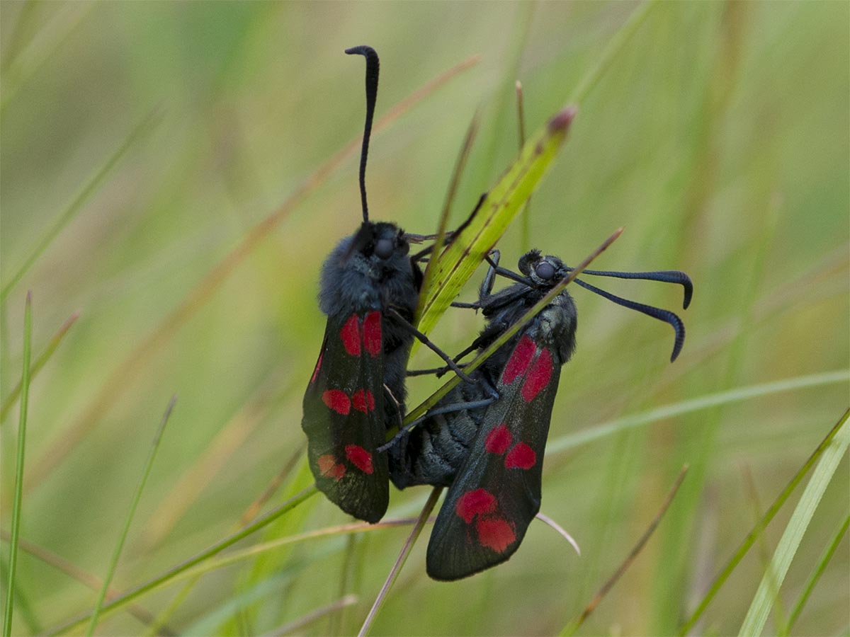 Zygaena filipendulae